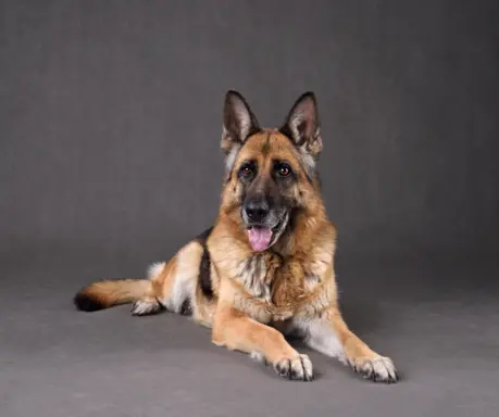 Owczarek staroniemiecki 3