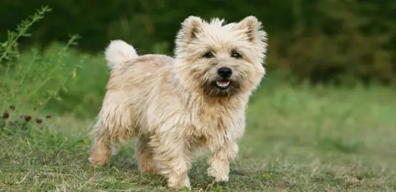 Cairn Terrier 1