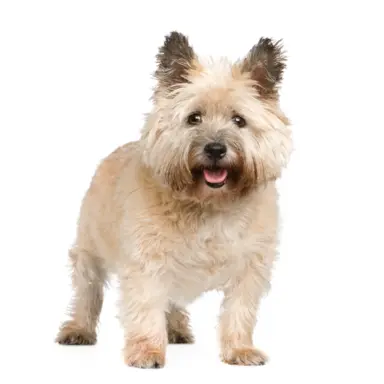 Cairn Terrier 2