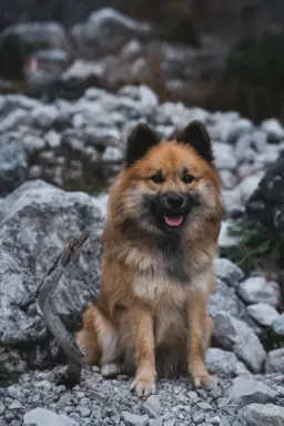Eurasier 1