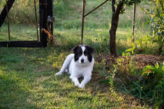 Moskiewski stróżujący 2