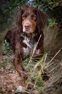 Mały münsterländer 1