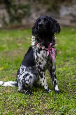 Mały münsterländer 2