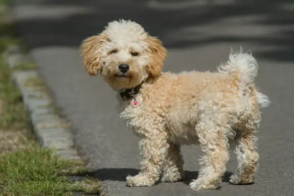 Maltipoo 1