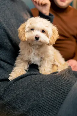 Maltipoo 2