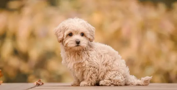 Maltipoo 4