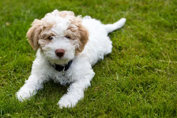 Lagotto Romagnolo 1