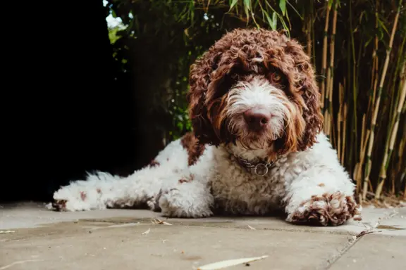 Lagotto Romagnolo 3