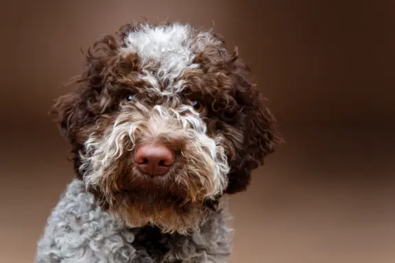 Lagotto Romagnolo 4