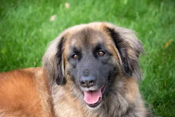 Leonberger 1