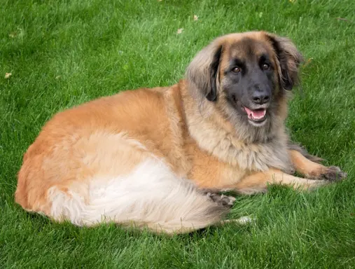 Leonberger 2