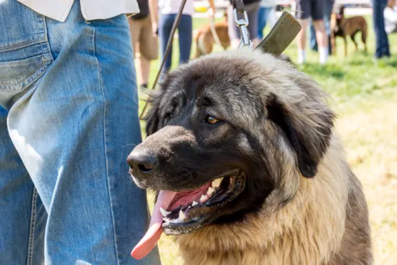 Leonberger 3