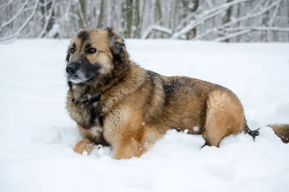 Leonberger 4