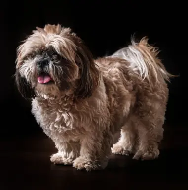 Lhasa apso 2