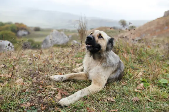 Kangal Turecki 1