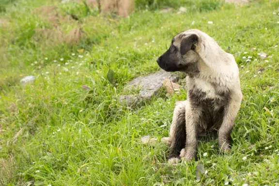 Kangal Turecki 2