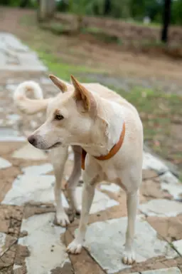Jindo 3
