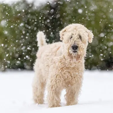 Irish Soft Coated Wheaten Terrier 1