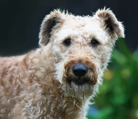 Irish Soft Coated Wheaten Terrier 2