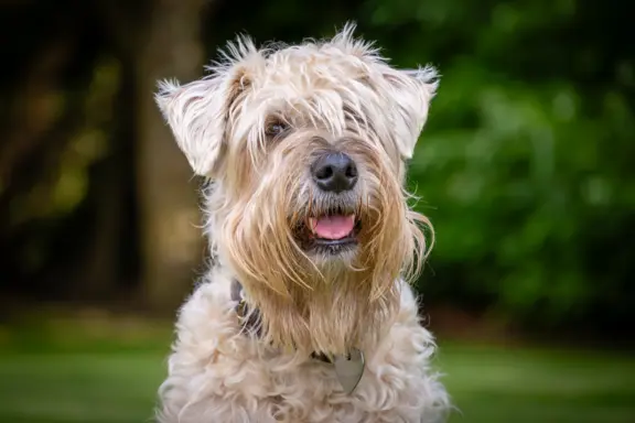 Irish Soft Coated Wheaten Terrier 3