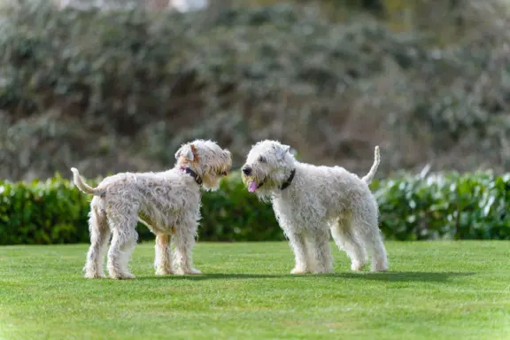 Irish Soft Coated Wheaten Terrier 4