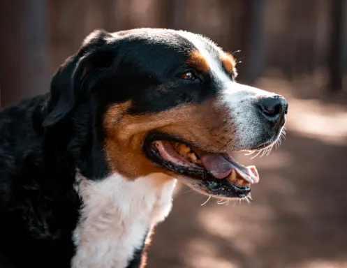 Entlebucher 2