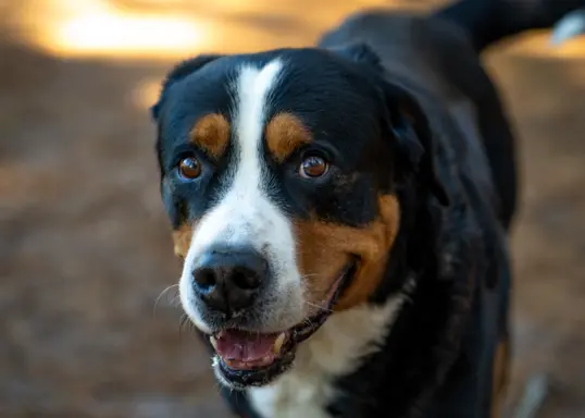 Entlebucher 4