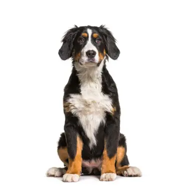 Duży Szwajcarski Pies Pasterski 3