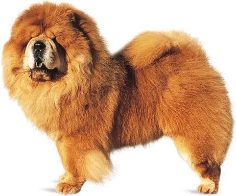 Chow Chow 1