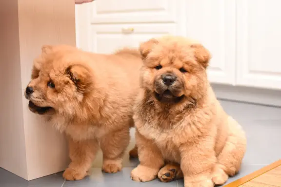 Chow Chow 2