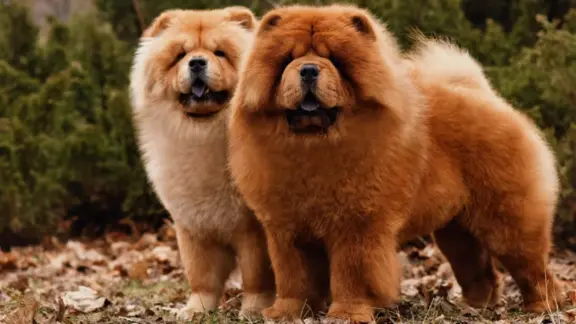 Chow Chow 3