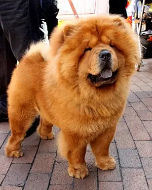 Chow Chow 4