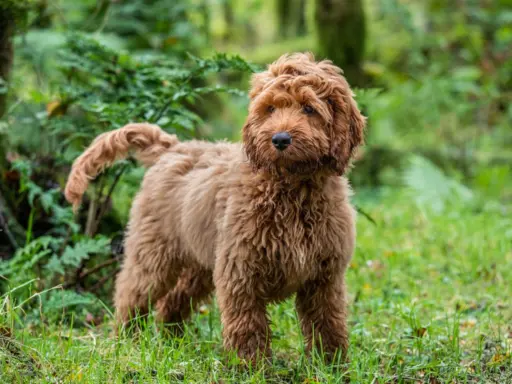 Cockapoo 2