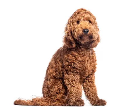 Cockapoo 3