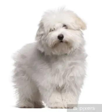 Coton de Tuléar 1