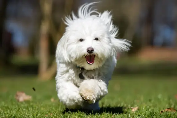 Coton de Tuléar 2