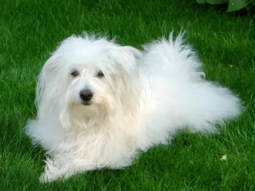 Coton de Tuléar 3