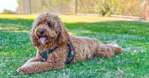 Cavapoo 1