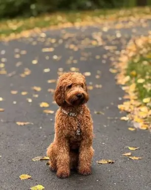 Cavapoo 2