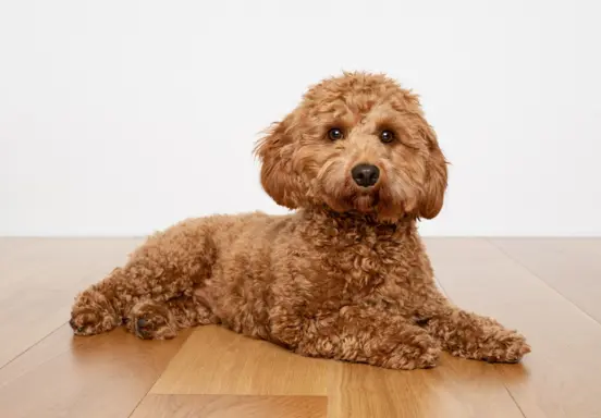 Cavapoo 3