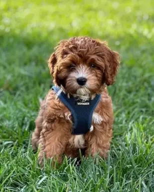 Cavapoo 4