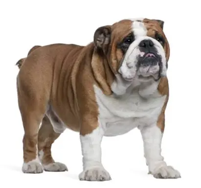 Buldog Angielski 1