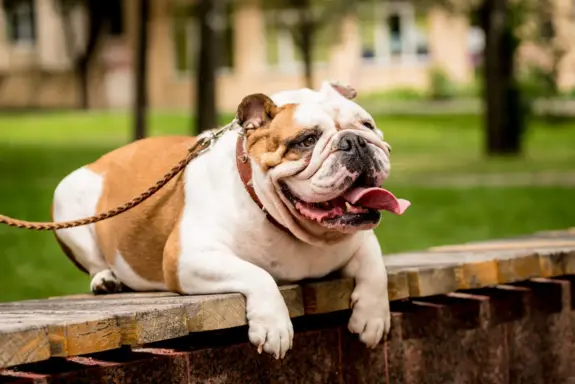 Buldog Angielski 2