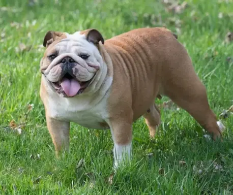 Buldog Angielski 4
