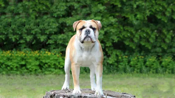 Buldog Kontynentalny 1