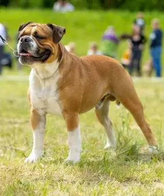Buldog Kontynentalny 2