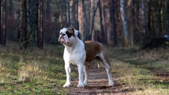 Buldog Kontynentalny 4