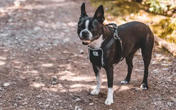 Boston Terrier 1