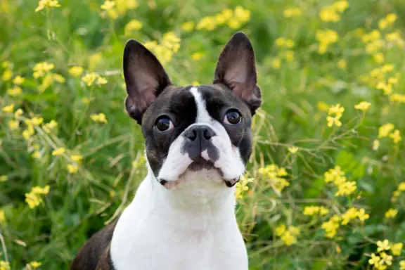 Boston Terrier 2