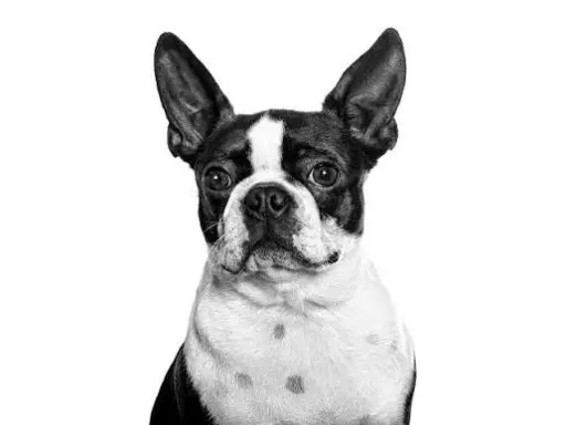Boston Terrier 3
